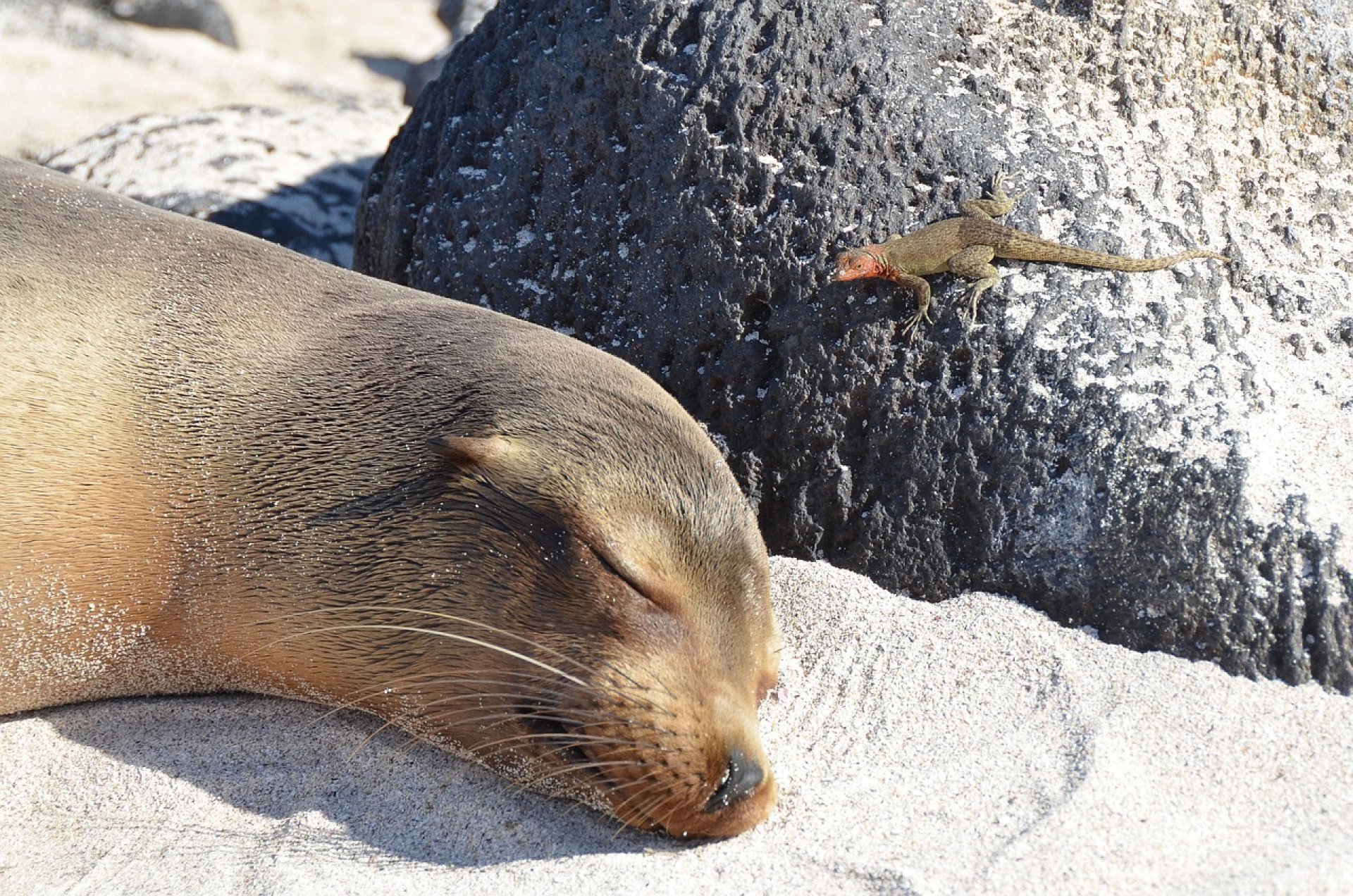 Galapagos Island Hopping