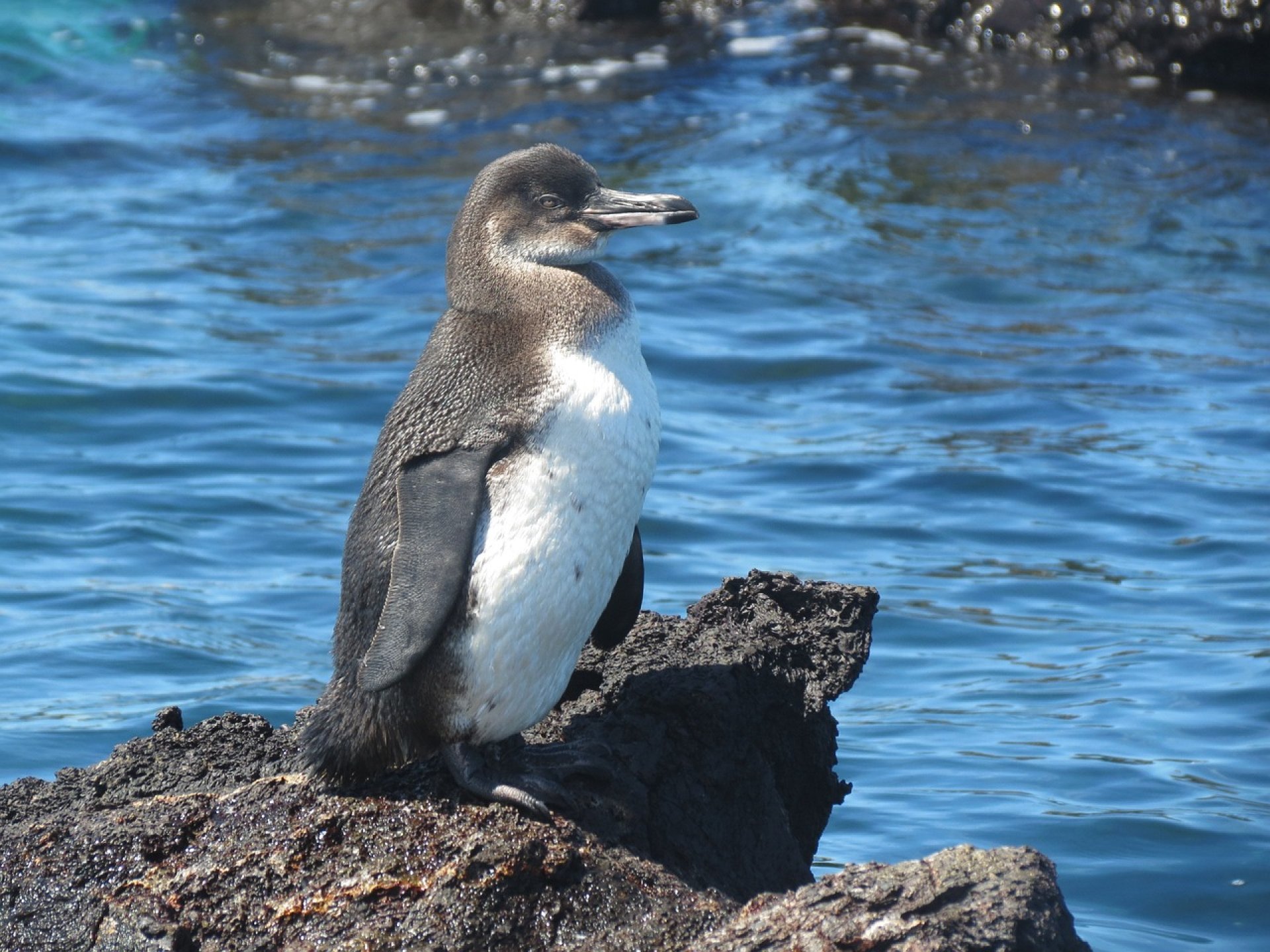 Santa Cruz Island Hopping